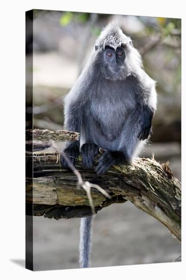 Silvered Leaf Monkey (Trachypithecus Cristatus Cristatus)-Louise Murray-Stretched Canvas