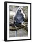 Silvered Leaf Monkey (Trachypithecus Cristatus Cristatus)-Louise Murray-Framed Photographic Print