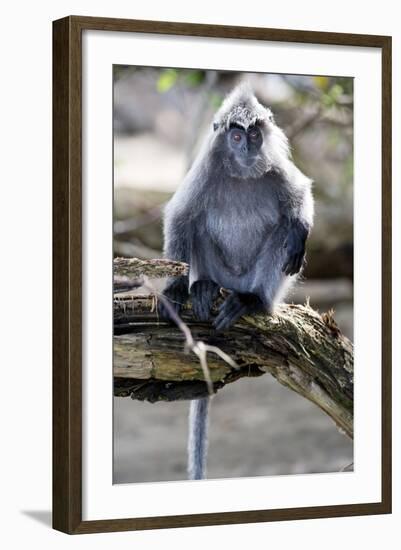 Silvered Leaf Monkey (Trachypithecus Cristatus Cristatus)-Louise Murray-Framed Photographic Print