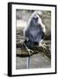 Silvered Leaf Monkey (Trachypithecus Cristatus Cristatus)-Louise Murray-Framed Photographic Print