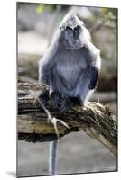 Silvered Leaf Monkey (Trachypithecus Cristatus Cristatus)-Louise Murray-Mounted Photographic Print