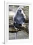 Silvered Leaf Monkey (Trachypithecus Cristatus Cristatus)-Louise Murray-Framed Photographic Print