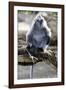 Silvered Leaf Monkey (Trachypithecus Cristatus Cristatus)-Louise Murray-Framed Photographic Print