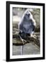 Silvered Leaf Monkey (Trachypithecus Cristatus Cristatus)-Louise Murray-Framed Photographic Print