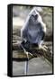 Silvered Leaf Monkey (Trachypithecus Cristatus Cristatus)-Louise Murray-Framed Stretched Canvas