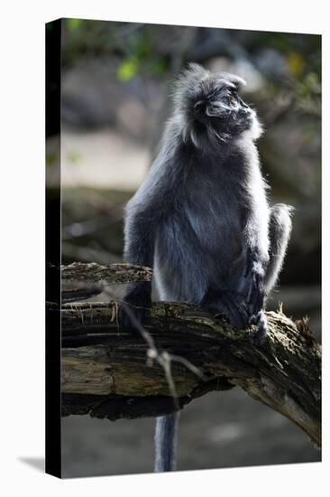 Silvered Leaf Monkey (Trachypithecus Cristatus Cristatus)-Louise Murray-Stretched Canvas