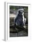 Silvered Leaf Monkey (Trachypithecus Cristatus Cristatus)-Louise Murray-Framed Photographic Print