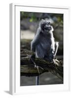 Silvered Leaf Monkey (Trachypithecus Cristatus Cristatus)-Louise Murray-Framed Photographic Print