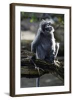 Silvered Leaf Monkey (Trachypithecus Cristatus Cristatus)-Louise Murray-Framed Photographic Print