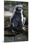 Silvered Leaf Monkey (Trachypithecus Cristatus Cristatus)-Louise Murray-Mounted Photographic Print