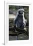 Silvered Leaf Monkey (Trachypithecus Cristatus Cristatus)-Louise Murray-Framed Photographic Print