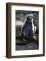 Silvered Leaf Monkey (Trachypithecus Cristatus Cristatus)-Louise Murray-Framed Photographic Print