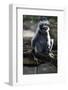 Silvered Leaf Monkey (Trachypithecus Cristatus Cristatus)-Louise Murray-Framed Photographic Print