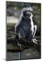 Silvered Leaf Monkey (Trachypithecus Cristatus Cristatus)-Louise Murray-Mounted Photographic Print