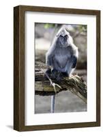 Silvered Leaf Monkey (Trachypithecus Cristatus Cristatus)-Louise Murray-Framed Photographic Print