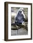 Silvered Leaf Monkey (Trachypithecus Cristatus Cristatus)-Louise Murray-Framed Photographic Print