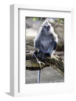 Silvered Leaf Monkey (Trachypithecus Cristatus Cristatus)-Louise Murray-Framed Photographic Print