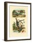 Silverfish, 1833-39-null-Framed Giclee Print