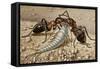 Silverfish or Fishmoth (Lepisma Saccharina), Lepismatidae-null-Framed Stretched Canvas