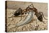 Silverfish or Fishmoth (Lepisma Saccharina), Lepismatidae-null-Stretched Canvas