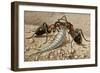 Silverfish or Fishmoth (Lepisma Saccharina), Lepismatidae-null-Framed Giclee Print