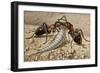 Silverfish or Fishmoth (Lepisma Saccharina), Lepismatidae-null-Framed Giclee Print