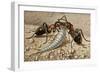 Silverfish or Fishmoth (Lepisma Saccharina), Lepismatidae-null-Framed Giclee Print