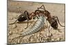 Silverfish or Fishmoth (Lepisma Saccharina), Lepismatidae-null-Mounted Giclee Print