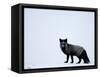 Silverfox (Red Fox) (Vulpes Vulpes), Churchill, Hudson Bay, Manitoba, Canada-Thorsten Milse-Framed Stretched Canvas