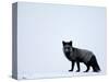 Silverfox (Red Fox) (Vulpes Vulpes), Churchill, Hudson Bay, Manitoba, Canada-Thorsten Milse-Stretched Canvas