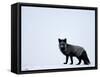 Silverfox (Red Fox) (Vulpes Vulpes), Churchill, Hudson Bay, Manitoba, Canada-Thorsten Milse-Framed Stretched Canvas