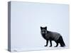 Silverfox (Red Fox) (Vulpes Vulpes), Churchill, Hudson Bay, Manitoba, Canada-Thorsten Milse-Stretched Canvas