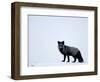 Silverfox (Red Fox) (Vulpes Vulpes), Churchill, Hudson Bay, Manitoba, Canada-Thorsten Milse-Framed Photographic Print