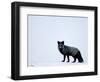 Silverfox (Red Fox) (Vulpes Vulpes), Churchill, Hudson Bay, Manitoba, Canada-Thorsten Milse-Framed Photographic Print