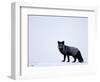 Silverfox (Red Fox) (Vulpes Vulpes), Churchill, Hudson Bay, Manitoba, Canada-Thorsten Milse-Framed Photographic Print