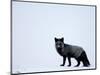 Silverfox (Red Fox) (Vulpes Vulpes), Churchill, Hudson Bay, Manitoba, Canada-Thorsten Milse-Mounted Photographic Print