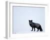 Silverfox (Red Fox) (Vulpes Vulpes), Churchill, Hudson Bay, Manitoba, Canada-Thorsten Milse-Framed Photographic Print