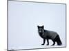 Silverfox (Red Fox) (Vulpes Vulpes), Churchill, Hudson Bay, Manitoba, Canada-Thorsten Milse-Mounted Photographic Print