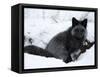 Silverfox (Red Fox) (Vulpes Vulpes), Churchill, Hudson Bay, Manitoba, Canada-Thorsten Milse-Framed Stretched Canvas