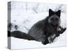 Silverfox (Red Fox) (Vulpes Vulpes), Churchill, Hudson Bay, Manitoba, Canada-Thorsten Milse-Stretched Canvas