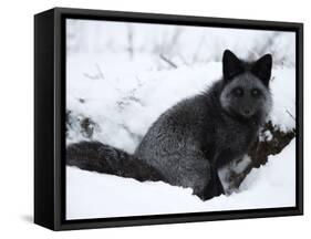 Silverfox (Red Fox) (Vulpes Vulpes), Churchill, Hudson Bay, Manitoba, Canada-Thorsten Milse-Framed Stretched Canvas