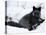 Silverfox (Red Fox) (Vulpes Vulpes), Churchill, Hudson Bay, Manitoba, Canada-Thorsten Milse-Stretched Canvas