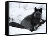 Silverfox (Red Fox) (Vulpes Vulpes), Churchill, Hudson Bay, Manitoba, Canada-Thorsten Milse-Framed Stretched Canvas