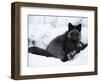 Silverfox (Red Fox) (Vulpes Vulpes), Churchill, Hudson Bay, Manitoba, Canada-Thorsten Milse-Framed Photographic Print