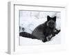 Silverfox (Red Fox) (Vulpes Vulpes), Churchill, Hudson Bay, Manitoba, Canada-Thorsten Milse-Framed Photographic Print