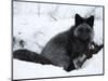 Silverfox (Red Fox) (Vulpes Vulpes), Churchill, Hudson Bay, Manitoba, Canada-Thorsten Milse-Mounted Photographic Print