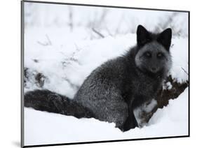 Silverfox (Red Fox) (Vulpes Vulpes), Churchill, Hudson Bay, Manitoba, Canada-Thorsten Milse-Mounted Photographic Print