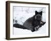 Silverfox (Red Fox) (Vulpes Vulpes), Churchill, Hudson Bay, Manitoba, Canada-Thorsten Milse-Framed Photographic Print