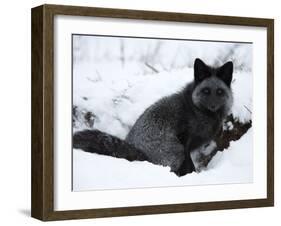 Silverfox (Red Fox) (Vulpes Vulpes), Churchill, Hudson Bay, Manitoba, Canada-Thorsten Milse-Framed Photographic Print