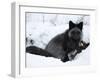 Silverfox (Red Fox) (Vulpes Vulpes), Churchill, Hudson Bay, Manitoba, Canada-Thorsten Milse-Framed Photographic Print